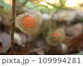 ホウズキが熟す 109994281