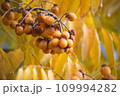 センダンの実 109994282
