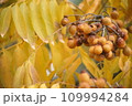 熟したセンダンの実 109994284
