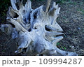 切り株 109994287