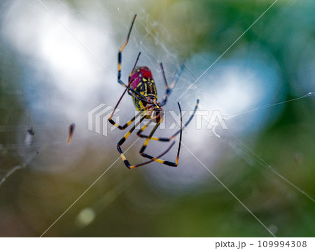 冬の生き物 ジョロウグモ科ジョロウグモ♀ 冬の生き物 ジョロウグモ科ジョロウグモ♀ 109994308