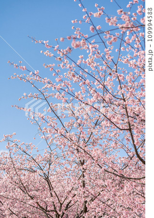 「埼玉県」青空に映える安行桜　川口市 109994588