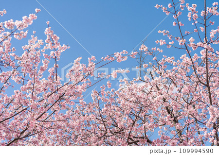 「埼玉県」青空に映える安行桜　川口市 109994590