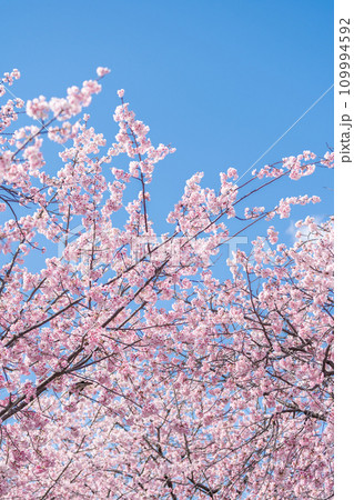 「埼玉県」青空に映える安行桜　川口市 109994592