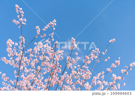 「埼玉県」青空に映える安行桜　川口市 109994603