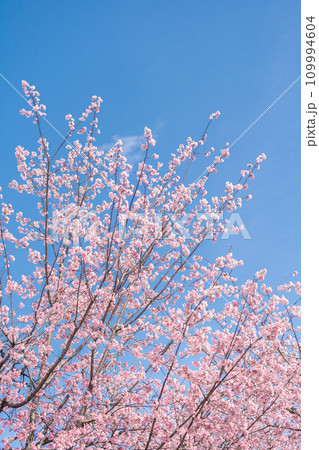 「埼玉県」青空に映える安行桜　川口市 109994604