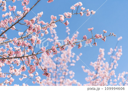「埼玉県」青空に映える安行桜 川口市 「埼玉県」青空に映える安行桜 川口市 109994606
