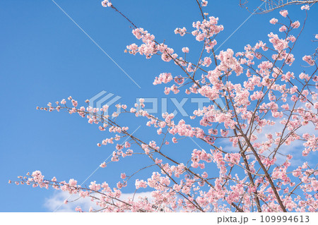 「埼玉県」青空に映える安行桜　川口市 109994613