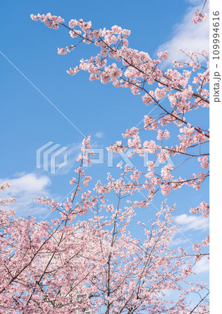 「埼玉県」青空に映える安行桜　川口市 109994616
