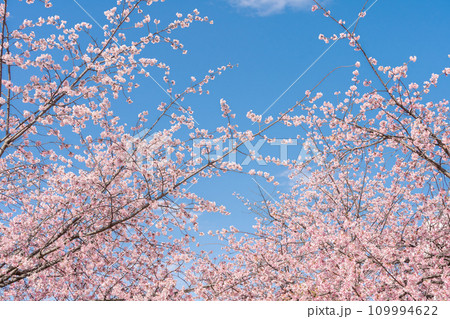 「埼玉県」青空に映える安行桜 川口市 「埼玉県」青空に映える安行桜 川口市 109994622