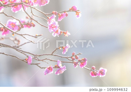 早春の紅梅の花　岩手大学の庭に咲く卒業式の紅梅の花 109994632