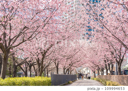 「埼玉県」安行桜並木　川口市 109994653