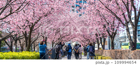 「埼玉県」安行桜並木　川口市 109994654