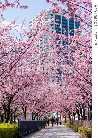 「埼玉県」安行桜並木 川口市 「埼玉県」安行桜並木 川口市 109994656