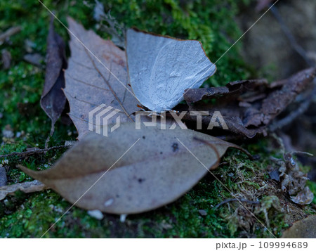 越冬蝶シジミチョウ科ウラギンシジミ♂ 109994689