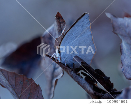 越冬蝶シジミチョウ科ウラギンシジミ♂ 109994691