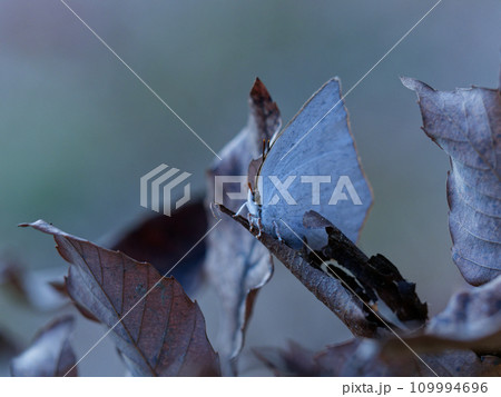 越冬蝶シジミチョウ科ウラギンシジミ♂ 越冬蝶シジミチョウ科ウラギンシジミ♂ 109994696