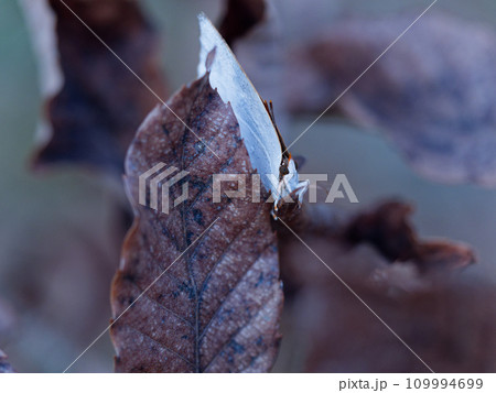 越冬蝶シジミチョウ科ウラギンシジミ♂ 109994699