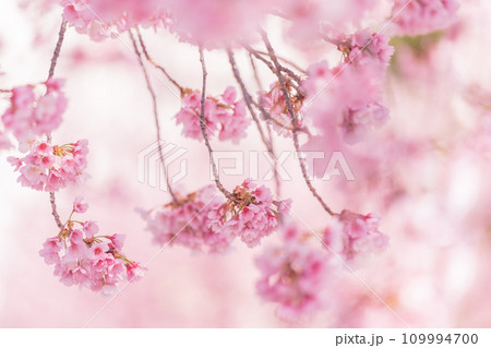 「埼玉県」可憐に咲く安行桜 109994700