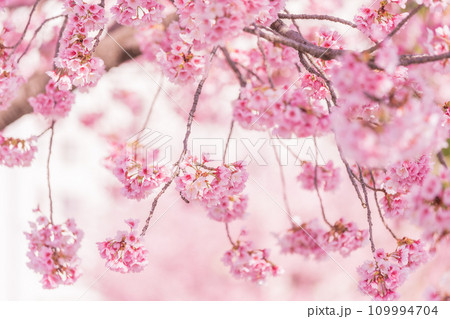「埼玉県」可憐に咲く安行桜 109994704
