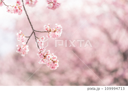 「埼玉県」可憐に咲く安行桜 109994713