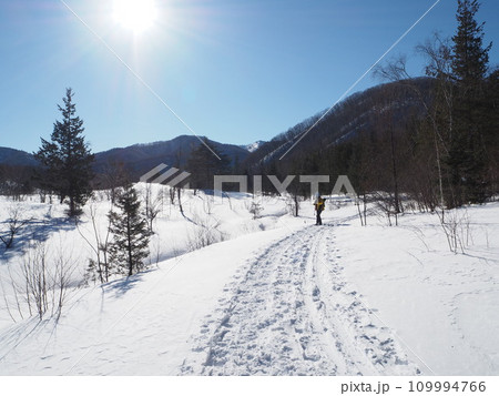 雪に覆われた乗鞍高原で、雪原に伸びる木立の影 109994766