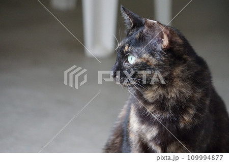 遠くを眺める猫 遠くを眺める猫 109994877