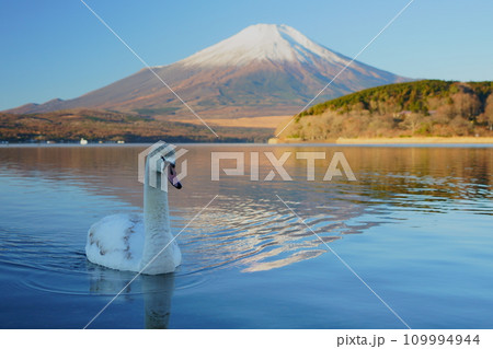 山中湖と白鳥 山中湖と白鳥 109994944