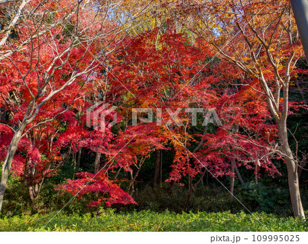 モミジが紅葉している秋の公園風景(千葉県松戸市・21世紀の森と広場) モミジが紅葉している秋の公園風景(千葉県松戸市・21世紀の森と広場) 109995025