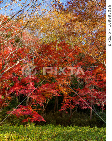 モミジが紅葉している秋の公園風景(千葉県松戸市・21世紀の森と広場) モミジが紅葉している秋の公園風景(千葉県松戸市・21世紀の森と広場) 109995026