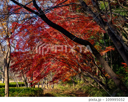 モミジが紅葉している秋の公園風景(千葉県松戸市・21世紀の森と広場) モミジが紅葉している秋の公園風景(千葉県松戸市・21世紀の森と広場) 109995032