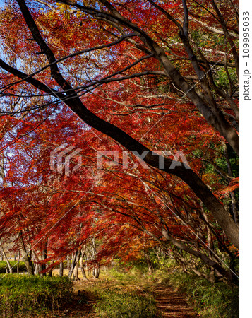 モミジが紅葉している秋の公園風景(千葉県松戸市・21世紀の森と広場) モミジが紅葉している秋の公園風景(千葉県松戸市・21世紀の森と広場) 109995033