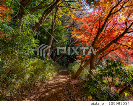 モミジが紅葉している秋の公園風景(千葉県松戸市・21世紀の森と広場) モミジが紅葉している秋の公園風景(千葉県松戸市・21世紀の森と広場) 109995054