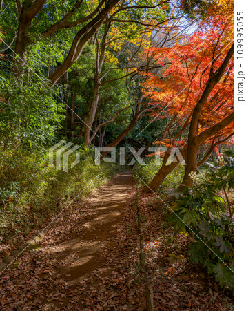 モミジが紅葉している秋の公園風景(千葉県松戸市・21世紀の森と広場) モミジが紅葉している秋の公園風景(千葉県松戸市・21世紀の森と広場) 109995055