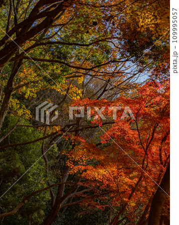モミジが紅葉している秋の公園風景(千葉県松戸市・21世紀の森と広場) モミジが紅葉している秋の公園風景(千葉県松戸市・21世紀の森と広場) 109995057