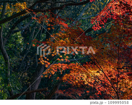 モミジが紅葉している秋の公園風景(千葉県松戸市・21世紀の森と広場) モミジが紅葉している秋の公園風景(千葉県松戸市・21世紀の森と広場) 109995058