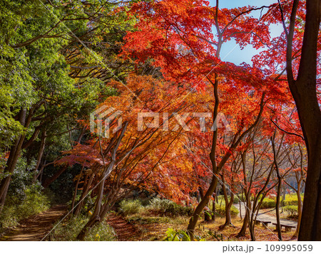 モミジが紅葉している秋の公園風景(千葉県松戸市・21世紀の森と広場) モミジが紅葉している秋の公園風景(千葉県松戸市・21世紀の森と広場) 109995059
