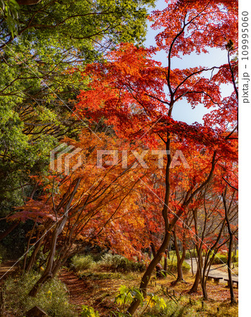 モミジが紅葉している秋の公園風景(千葉県松戸市・21世紀の森と広場) モミジが紅葉している秋の公園風景(千葉県松戸市・21世紀の森と広場) 109995060