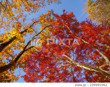 モミジが紅葉している秋の公園風景(千葉県松戸市・21世紀の森と広場) モミジが紅葉している秋の公園風景(千葉県松戸市・21世紀の森と広場) 109995062