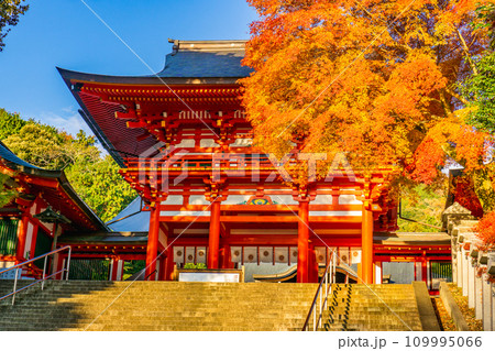 滋賀県大津市神宮町の近江神宮 楼門と紅葉 滋賀県大津市神宮町の近江神宮 楼門と紅葉 109995066