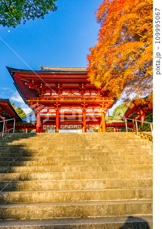 滋賀県大津市神宮町の近江神宮　楼門と紅葉 109995067