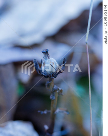 アキノギンリョウソウの蒴果 109995144