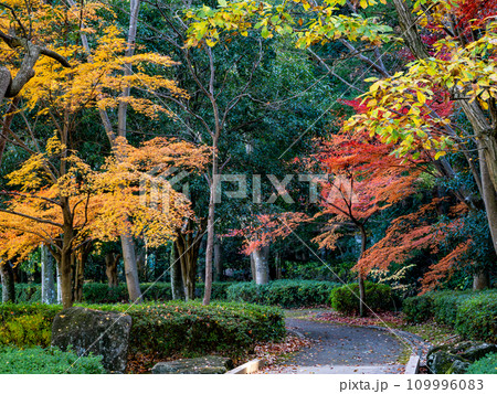 木々がカラフルに色づいた秋の公園風景（千葉県松戸市・21世紀の森と広場） 109996083