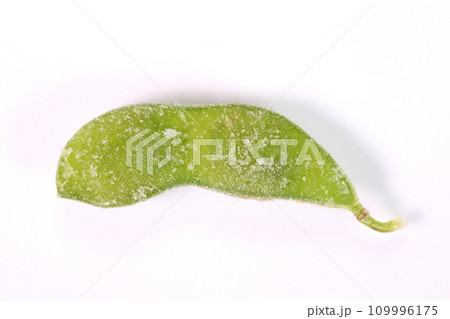 白背景の冷凍枝豆 白背景の冷凍枝豆 109996175