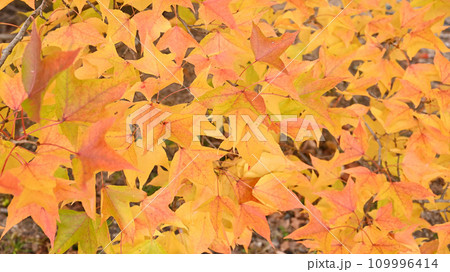 紅葉した葉 109996414