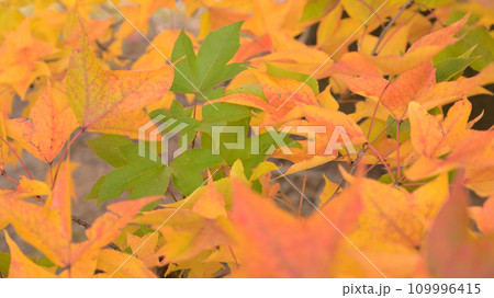 紅葉した葉 109996415
