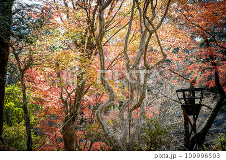 秘境の秋の五家荘紅葉風景 109996503