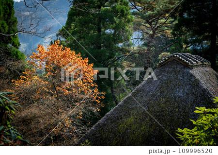秘境の秋の五家荘紅葉風景 秘境の秋の五家荘紅葉風景 109996520