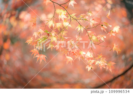 秘境の秋の五家荘紅葉風景 109996534