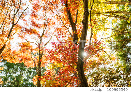 秘境の秋の五家荘紅葉風景 109996540